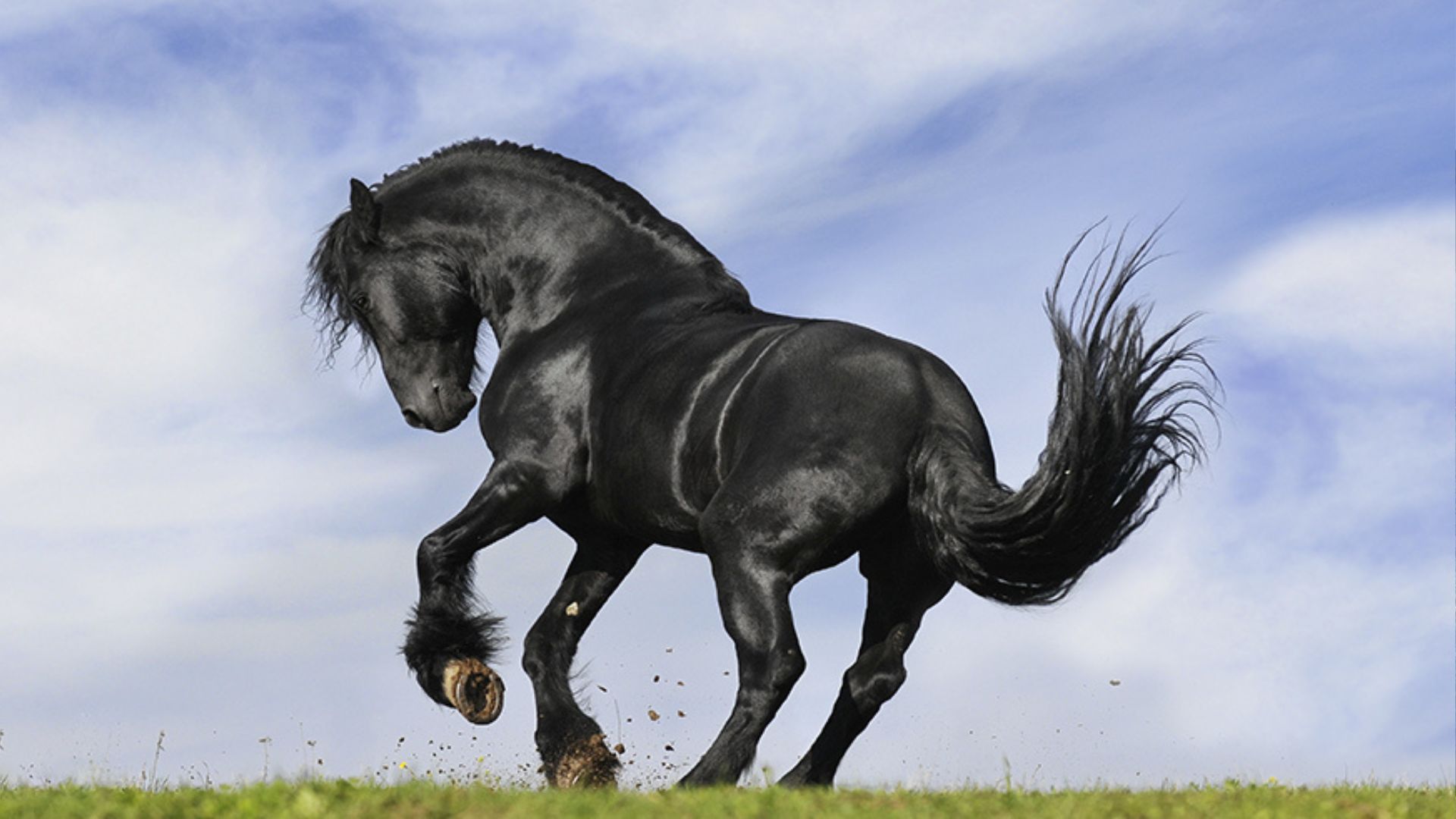 Caballos más grandes del mundo y sus razas