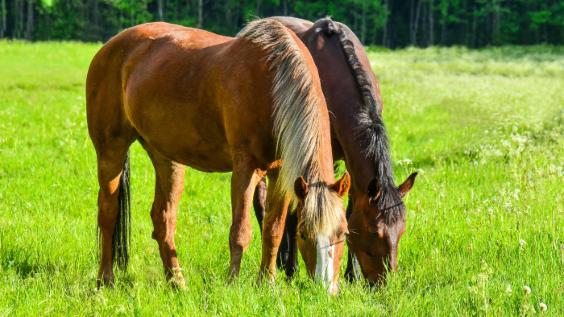 ¿Qué comen los caballos? 