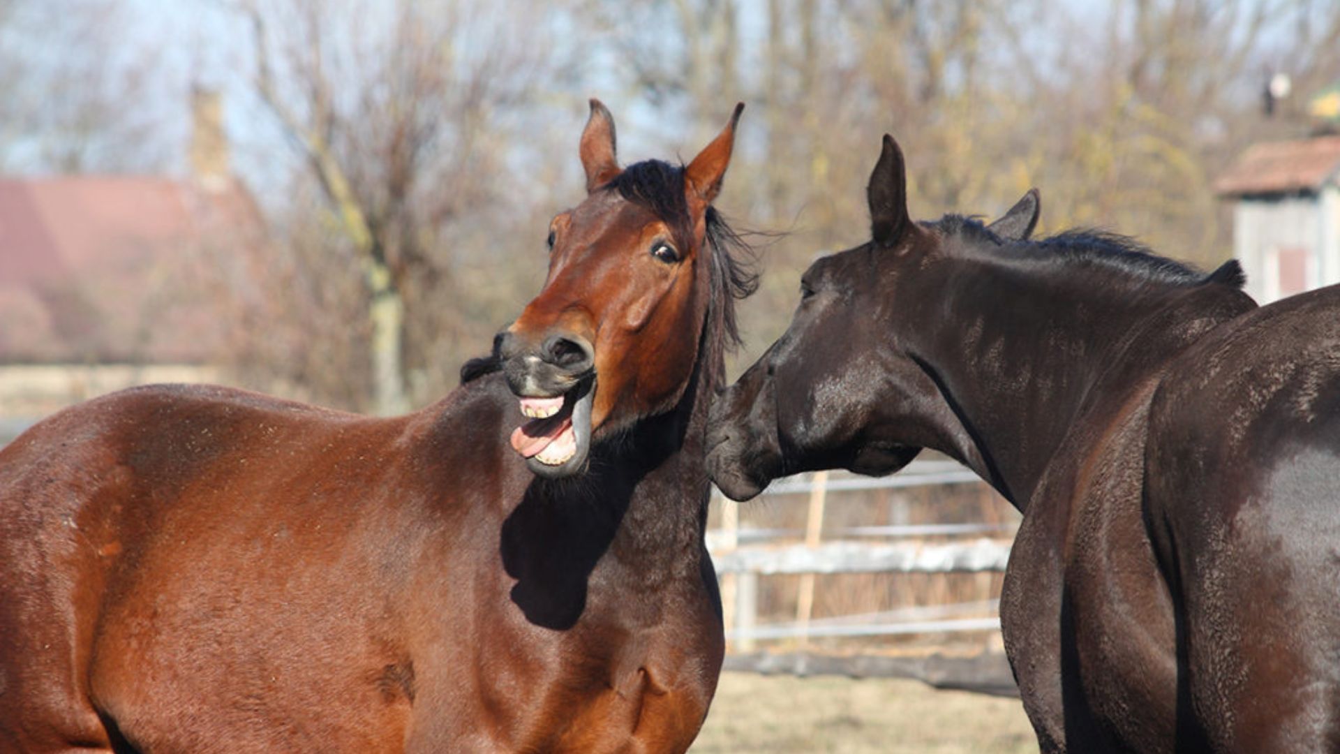 Relincho de caballo: qué significa y cómo actuar