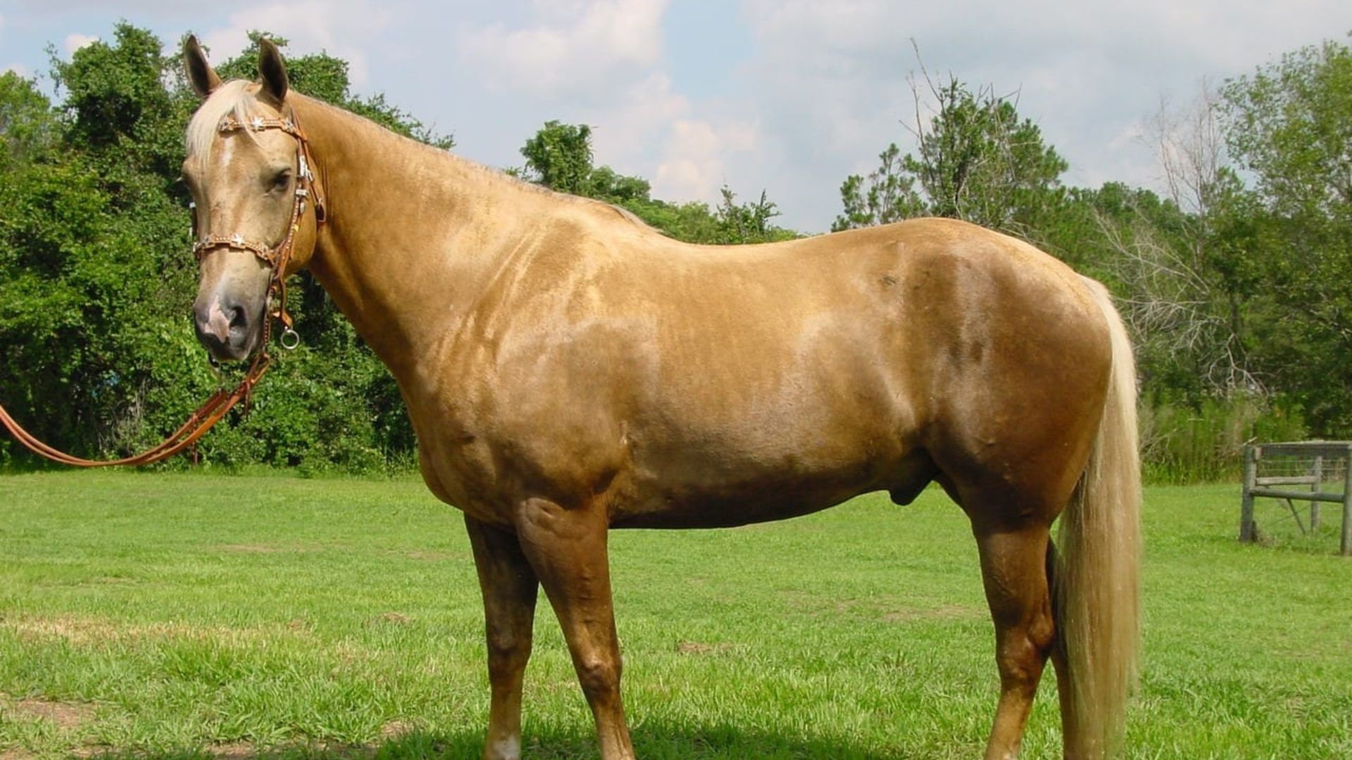 Caballos Palominos: origen, comportamiento y habilidades 