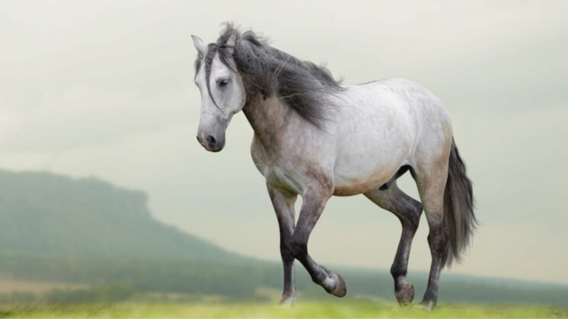 Caballo Lusitano: origen, comportamiento y habilidades 