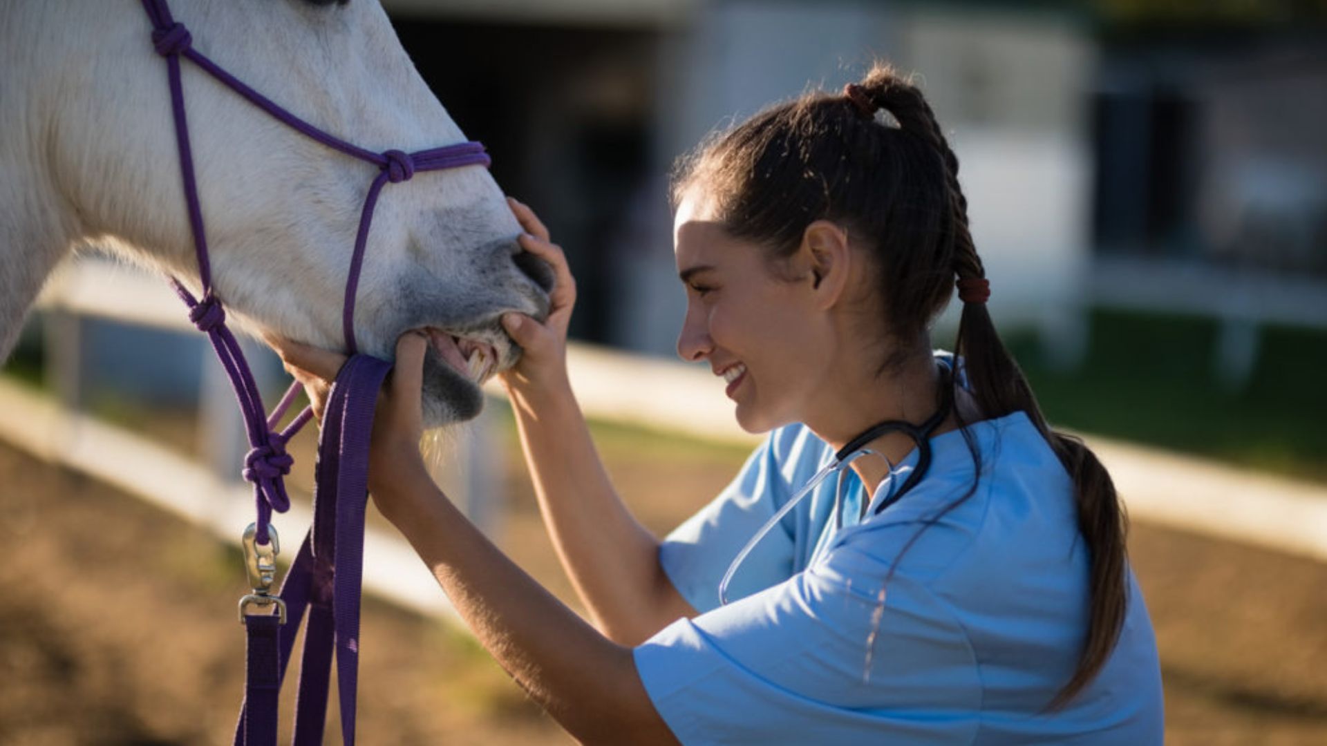 Dientes de caballo: cuidados y recomendaciones