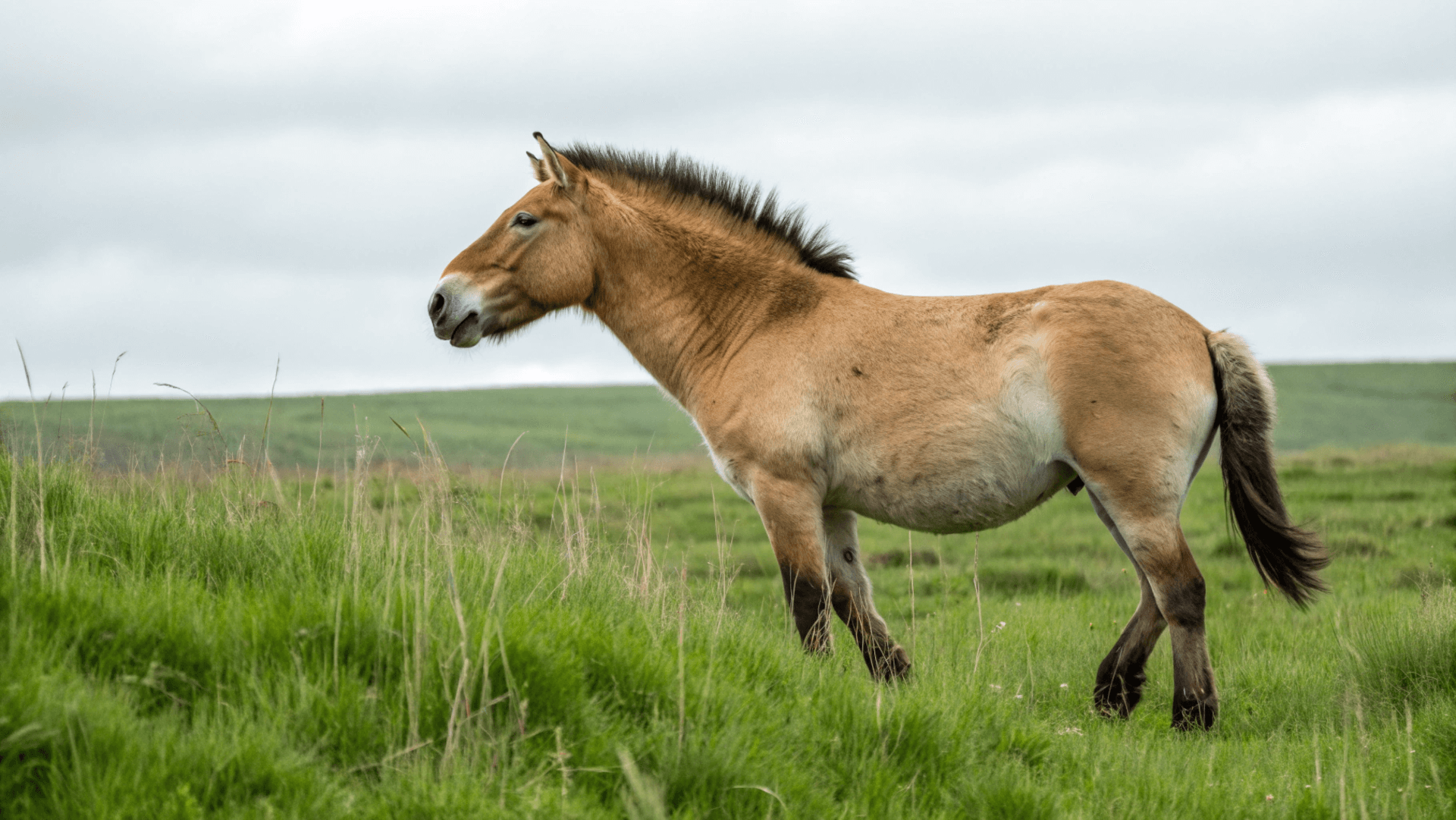 Desvelando el caballo Przewalski: la especie no domesticable