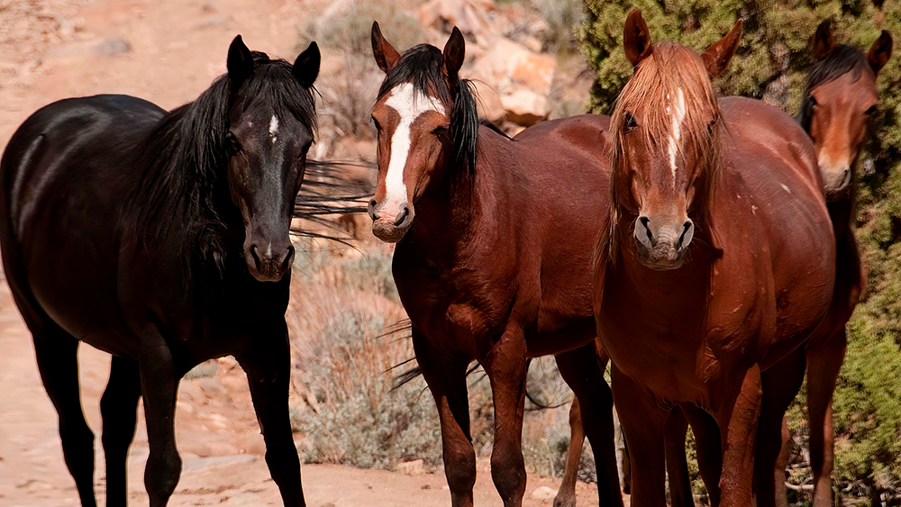 Caballo Mustang: simbolo de libertad y potencia