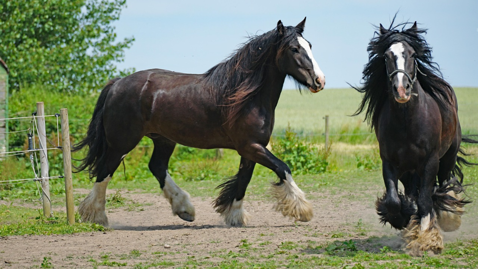 The Shire Horse: the giant draught horse