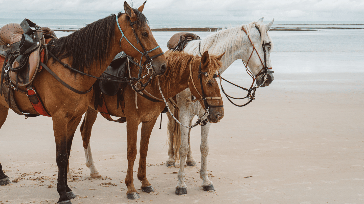 A Horse