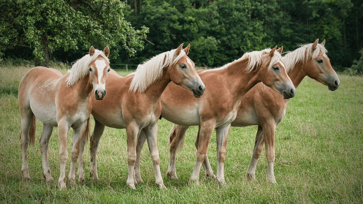 Caballos para principiantes: Razas recomendadas