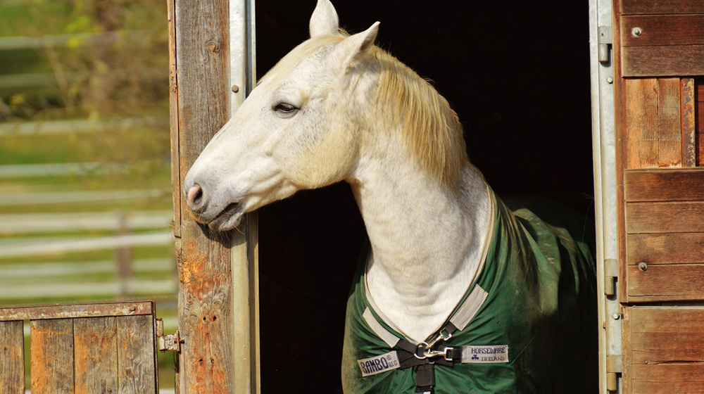 Trucos infalibles para que tu caballo se concentre
