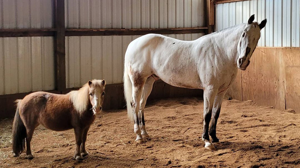 Endo: el appaloosa ciego que superó su ceguera