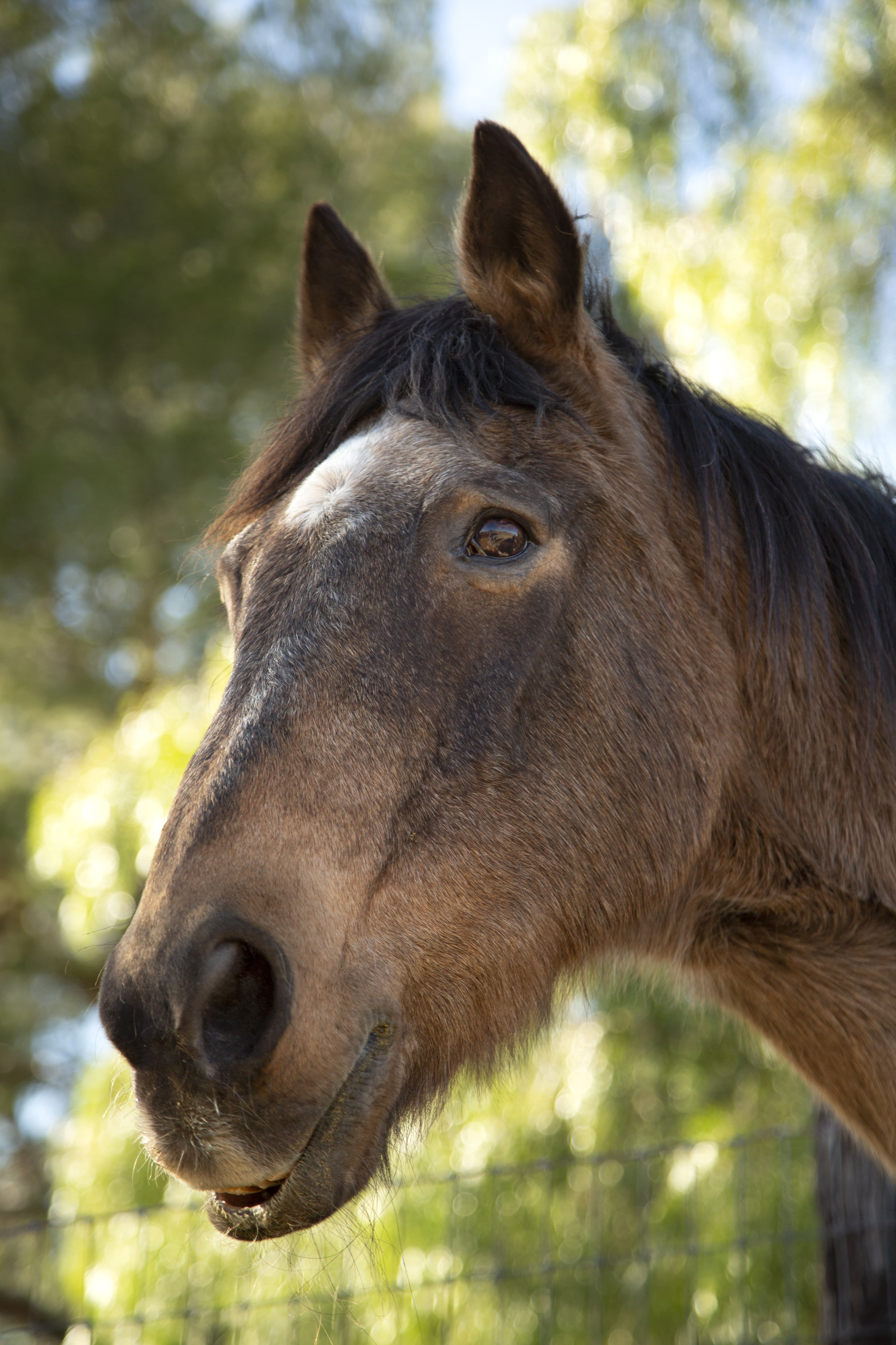 Los caballos y su estado de ánimo